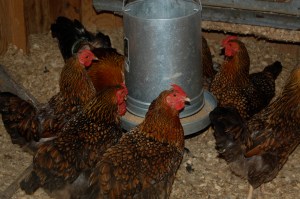 We chicken-sat for a friend this summer.