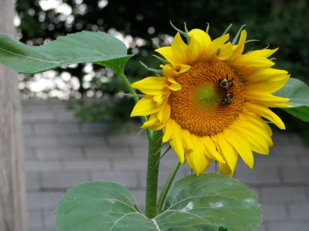 I"ve been trying to grown sunflowers for years, and finally managed to get a few.